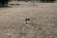 Auf der Sandai Ranch - Oskar