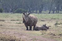 Solio Reservat - Breitmaulnashörner