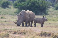 Solio Reservat - Breitmaulnashörner