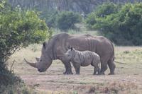 Solio Reservat - Breitmaulnashörner