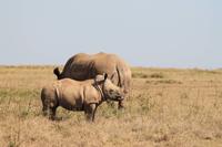 Solio Reservat - Breitmaulnashörner