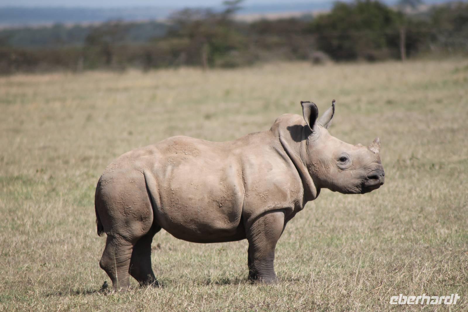 Solio Reservat - junges Breitmaulnashorn