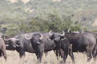 Solio Reservat - Kaffernbüffel