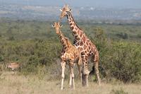 Solio Reservat - Netzgiraffen