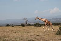 Solio Reservat - Netzgiraffe