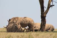 Solio Reservat - Breitmaulnashörner
