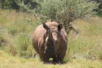 Solio Reservat - Breitmaulnashorn