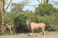 Solio Reservat - Elanantilopen