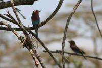 Solio Reservat - Gabelracken