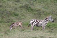 Nakuru Nationalpark - Steppenzebras