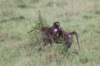 Nakuru Nationalpark - Paviane mit Jungem
