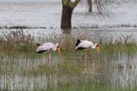 Nakuru Nationalpark - Nimmersatt