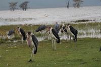 Nakuru Nationalpark - Marabu-Störche