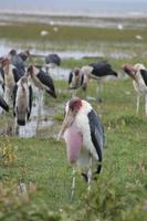Nakuru Nationalpark - Marabu-Storch mit Luftsack