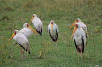 Nakuru Nationalpark - Nimmersatt