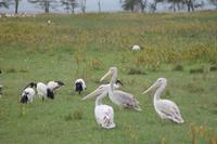 Nakuru Nationalpark - Pelikane und Heilige Ibisse