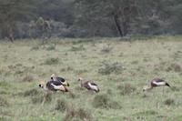 Nakuru Nationalpark - Kronenkranich-Familie