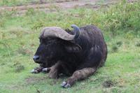 Nakuru Nationalpark - Kaffernbüffel