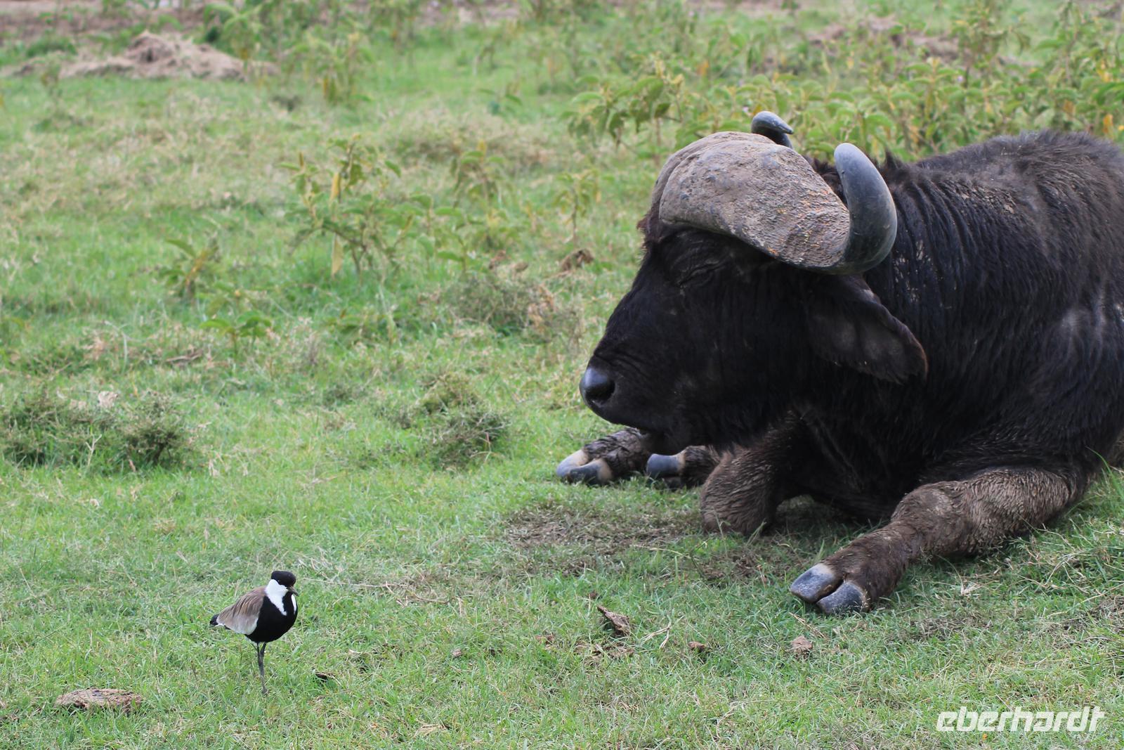 Nakuru Nationalpark - Kaffernbüffel mit Kiebitz