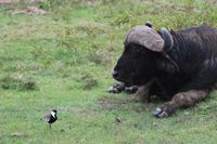 Nakuru Nationalpark - Kaffernbüffel mit Kiebitz