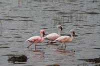 Nakuru Nationalpark - Zwergflamingos