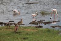 Nakuru Nationalpark - Nilgänse, Zwerg- und Gemeiner Flamingo, Nimmersatt
