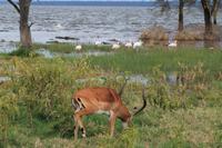 Nakuru Nationalpark - Impala-Männchen und Flamingos