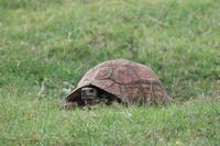 Nakuru Nationalpark - Leopardenschildkröte