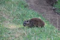 Nakuru Nationalpark - Klippschliefer