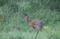 Nakuru Nationalpark - Dik-Dik