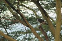 Nakuru Nationalpark - Augurbussard