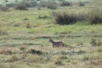 Nakuru Nationalpark - Schakal