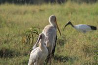 Nakuru Nationalpark - Nimmersatt und Löffler und Heiliger Ibis