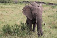 Masai Mara - Elefantendame in der Musth