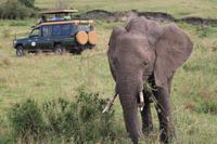 Masai Mara - Elefantendame in der Musth