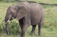 Masai Mara - Elefantendame in der Musth