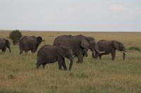 Masai Mara - Elefantenherde