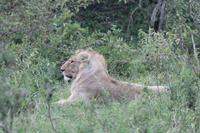 Masai Mara - junges Löwenmännchen