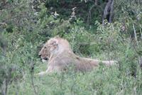 Masai Mara - junges Löwenmännchen