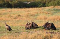 Masai Mara - Weißrückengeier