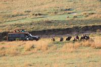 Masai Mara - Weißrückengeier mit Becci