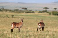 Masai Mara - Defassa-Wasserbock 
