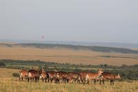 Masai Mara - Defassa-Wasserböcke