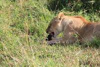 Masai Mara - Löwin mit Frühstück