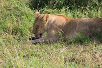 Masai Mara - Löwin mit Frühstück