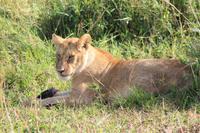 Masai Mara - Löwin mit Frühstück