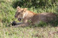 Masai Mara - Löwin mit Frühstück