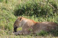 Masai Mara - Löwin mit Frühstück