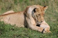 Masai Mara - Löwe beim Sonnenbad