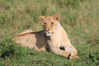 Masai Mara - Löwe beim Sonnenbad